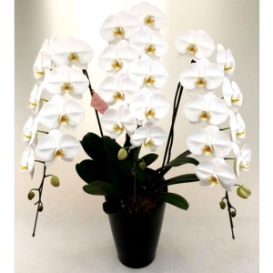岐阜でお祝いに胡蝶蘭を贈る際におすすめの色は 色別の花言葉を解説 花夢館 フラワーみずり 店舗紹介