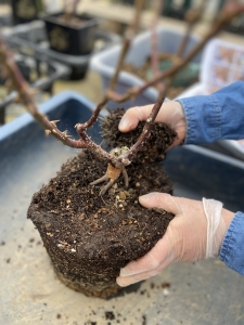 バラの植え替え　肩土を落とす