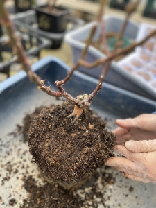 バラの植え替え　肩土を落とす　バラ