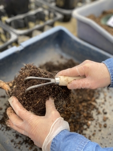 バラの植え替え　根をほぐす