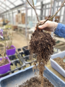 バラの植え替え　根をほぐす