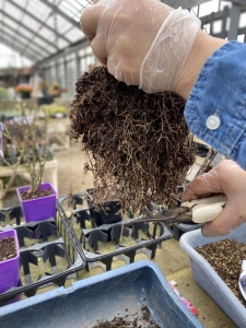 バラの植え替え　根を切る　バラ