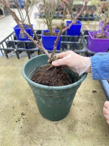 バラの植え替え　バラの植え込み位置を決める