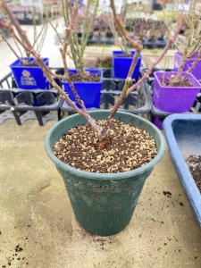 バラの植え替え　培養土を入れる