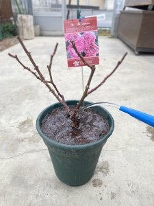 バラの植え替え　水やり　バラ　心春