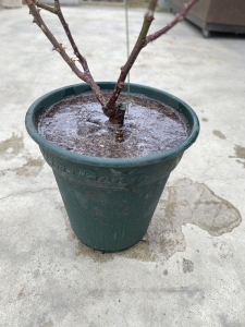 バラの植え替え　水やり　バラ