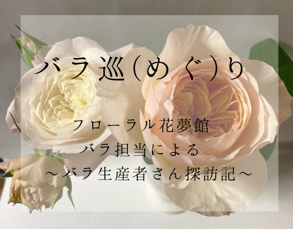 バラ巡 めぐ り フローラル花夢館 バラ生産者さん探訪記 フローラル花夢館 店舗紹介 バラ巡 めぐ り フローラル花夢館 バラ生産者さん探訪記 フローラル花夢館 店舗紹介