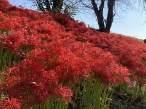 彼岸花