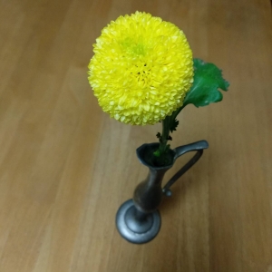 ピンポン菊