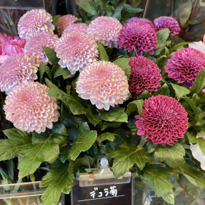 デコラ菊