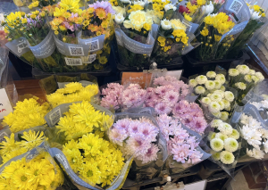 洋菊
