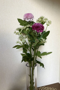 デコラ菊