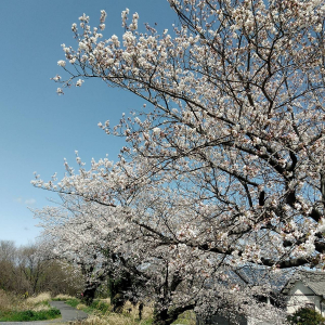 桜