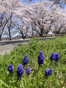 平野井川