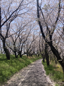 平野井川