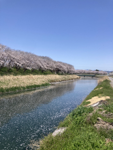 平野井川