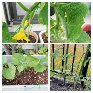 夏野菜