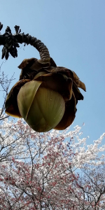 バナナの花