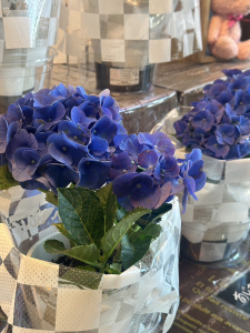 紫陽花