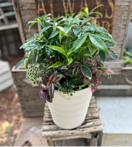 観葉植物寄せ植え