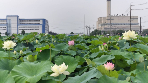 ハスの花
