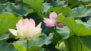 ハスの花