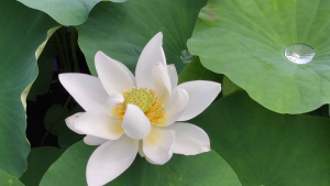 ハスの花