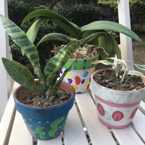 観葉植物