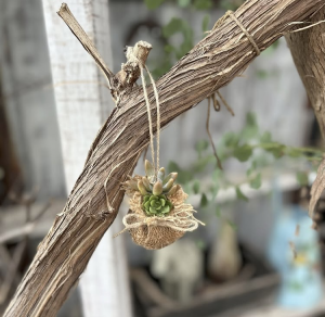 多肉植物