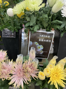 デコラ菊