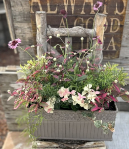 寄せ植え