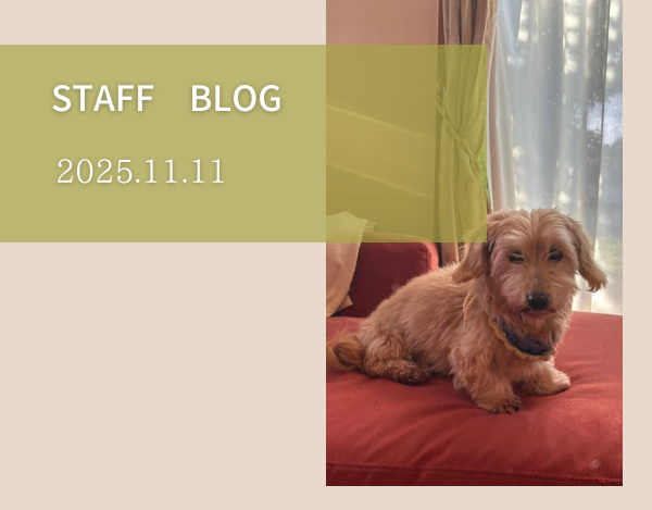 スタッフブログ