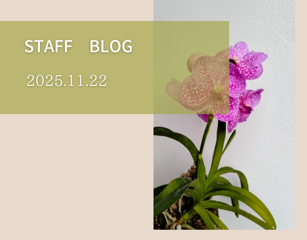 スタッフブログ