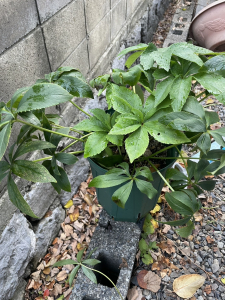 クリスマスローズ