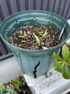 クリスマスローズ