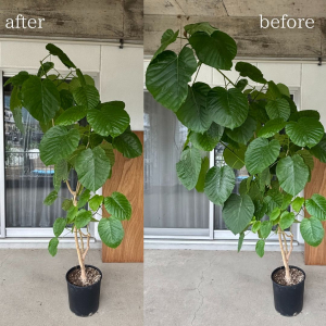 ウンベラータ剪定