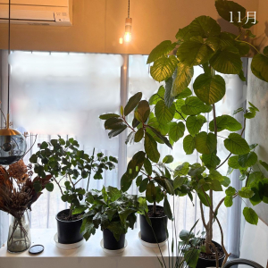 観葉植物室内へ