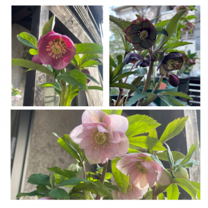 クリスマスローズ