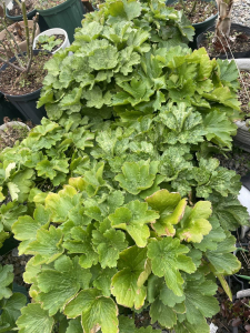 ラナンキュラスラックス