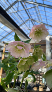 クリスマスローズ