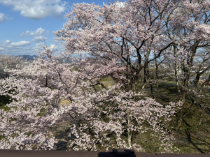 桜