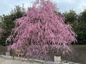 しだれ梅