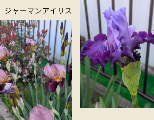 ジャーマンアイリス