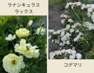 ラナンキュラス　コデマリ