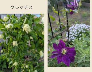 クレマチス