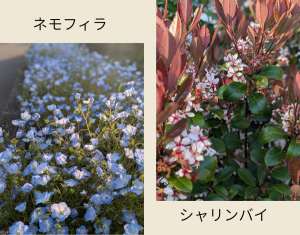 ネモフィラ　シャリンバイ