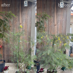 アカシアボールマニー（スノーウィーリーバワトル）