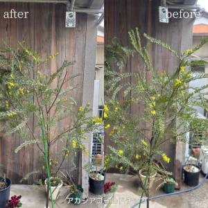 アカシアゴールドチップ