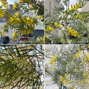 アカシアフロリバンダアカシアブルーブッシュ
アカシアゴールドチップ
アカシアボールマニー（スノーウィーリーバワトル）