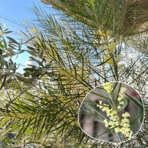 アカシアフロリバンダ